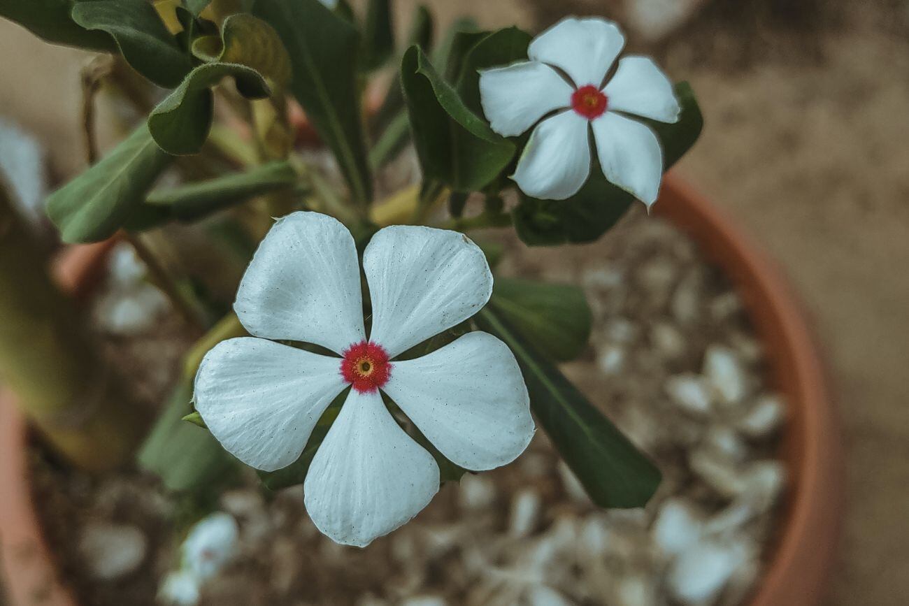 Planta en maceta