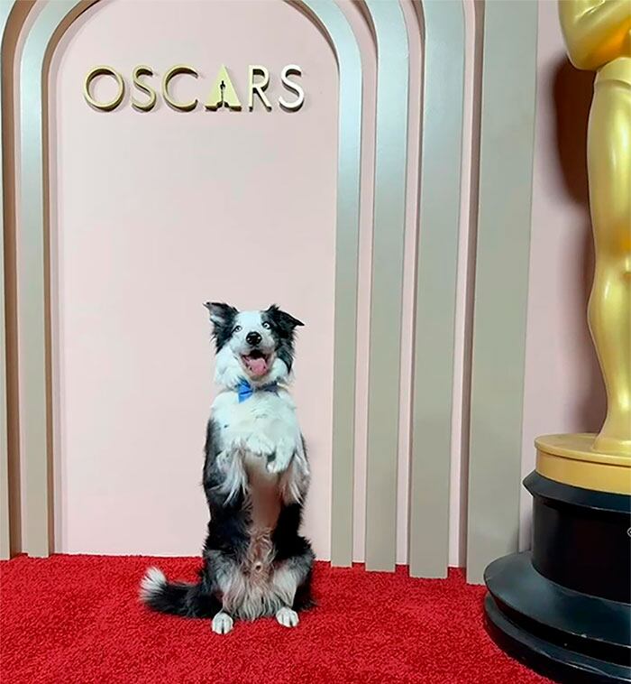 Messi, el perro de “Anatomía de la Caída”, que fue a los premios Oscar 2024 y causó furor