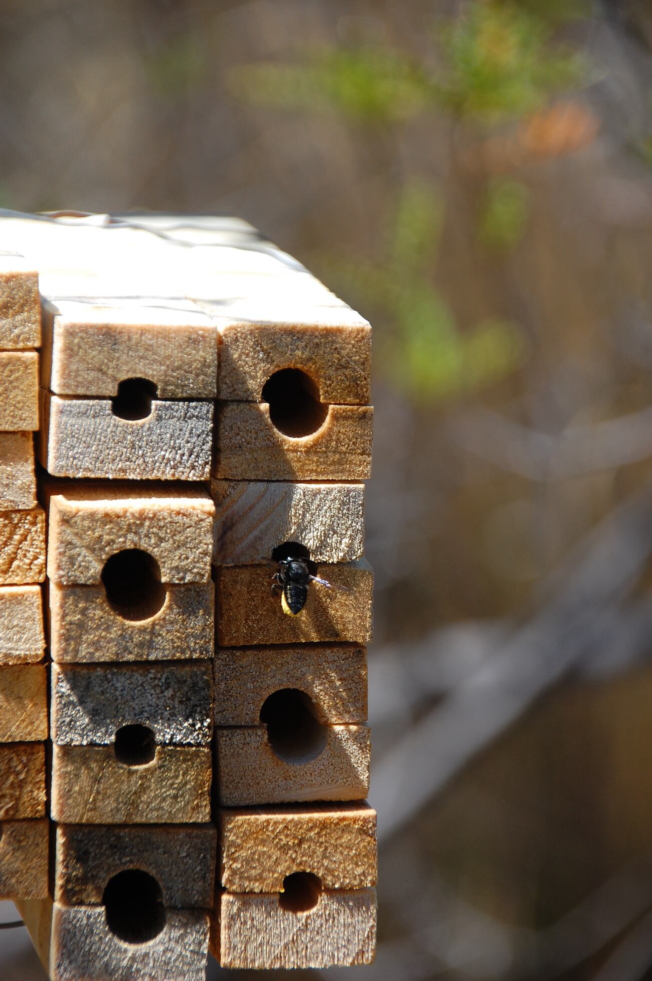 Algunas de las especies de abejas que los investigadores estudiaron en la Reserva Natural Villavicencio. la abeja cortadora de pétalos Megachile ctenophora entrando a una de las trampas nido. Foto: Gentileza / Diego Vázquez.