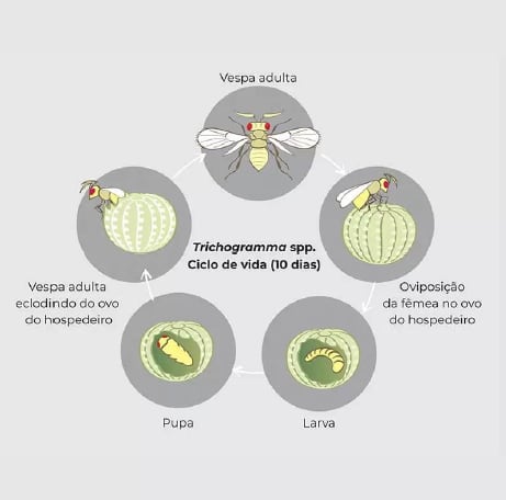 Micro avispas, parasitoides de la familia Trichogrammatidae, que podrían contribuir al control de la plaga de la Lobesia botrana en un momento oportuno. Gentileza: INTA Mendoza y Bodega Argento