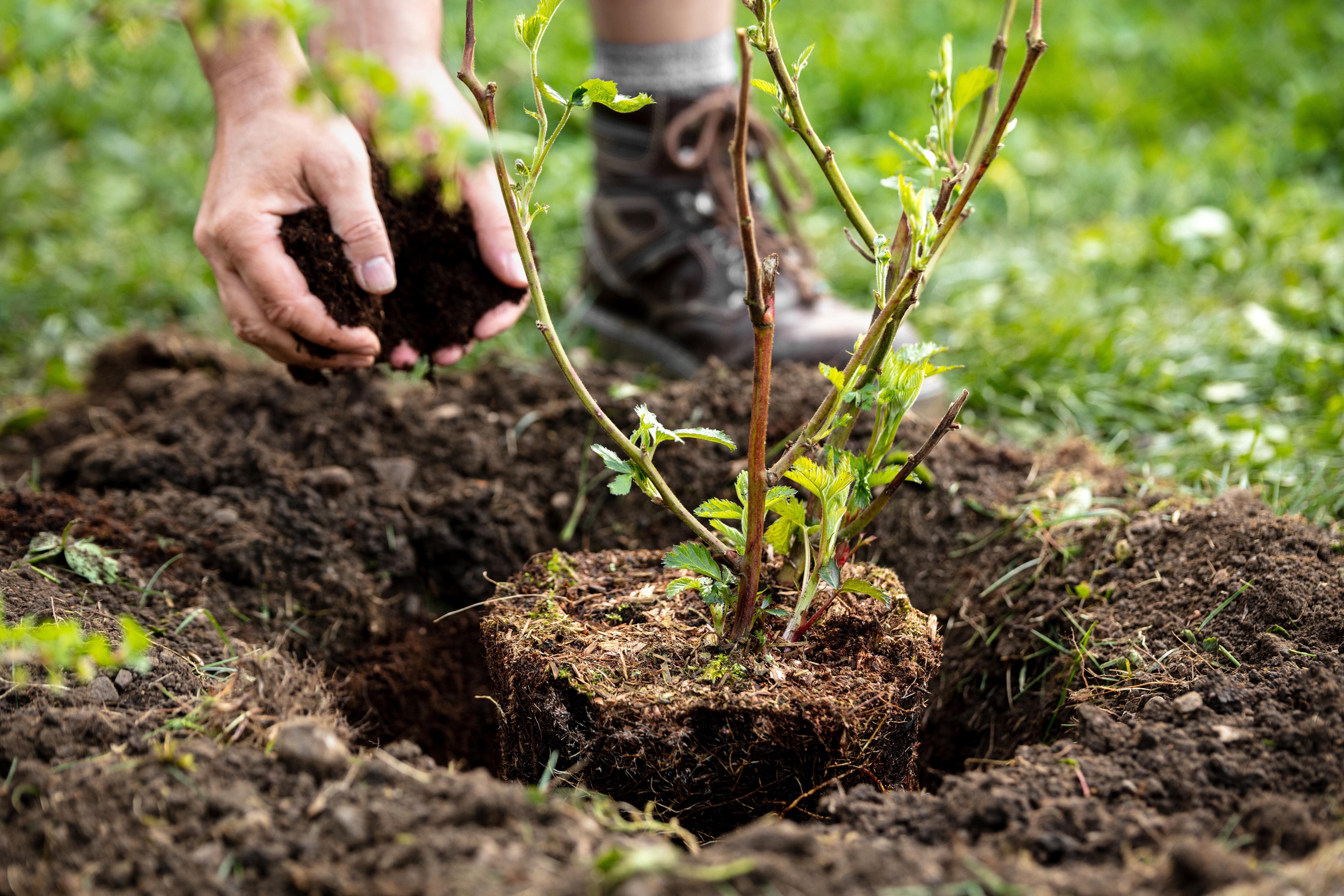 El otoño es una estación ideal para plantar y trasplantar