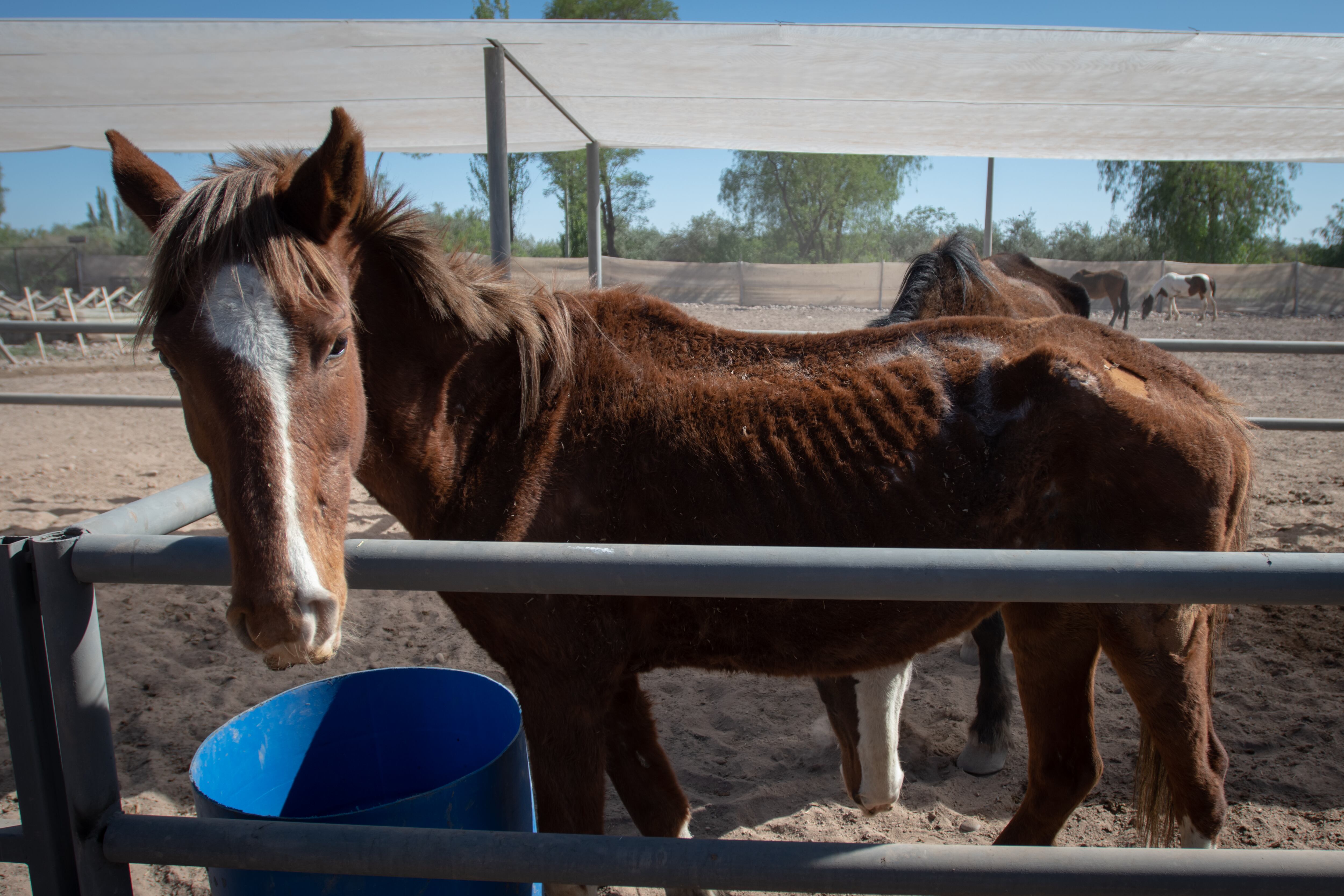 Diez caballos fueron trasladados desde un matadero clandestino del sur provincial a un predio de Maipú en el que recibirán un tratamiento especial.