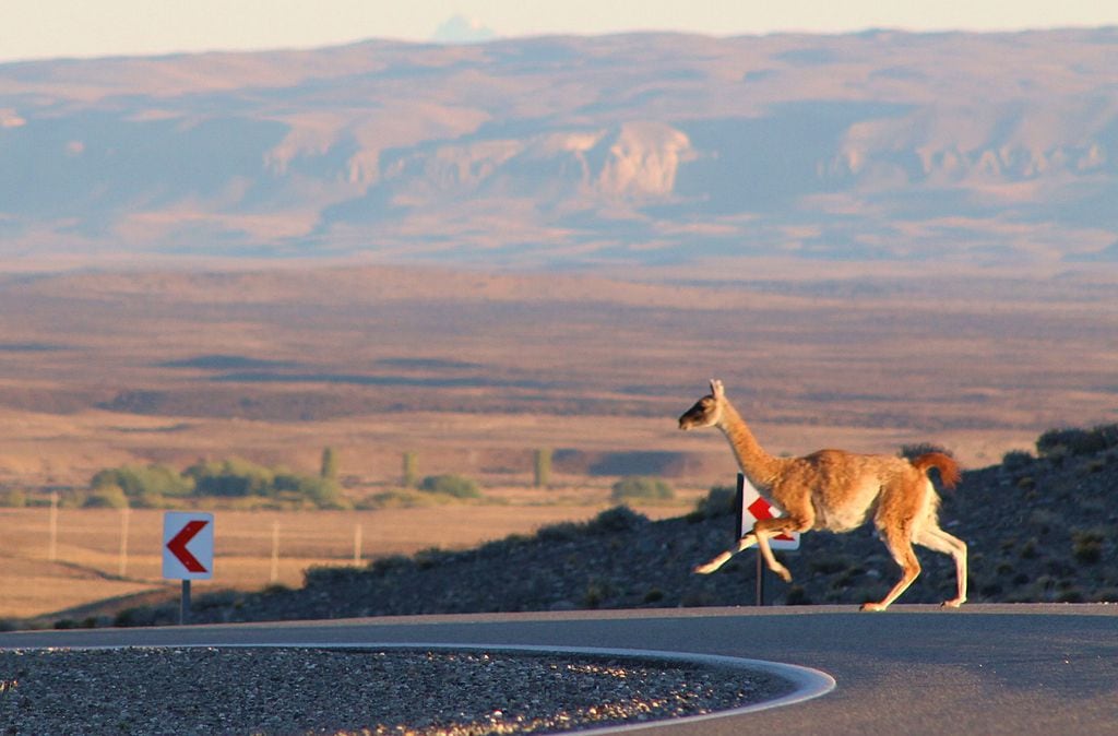 El cruce de guanacos por la ruta aumenta al ir acercándose a Santa Cruz, donde está la mayor cantidad