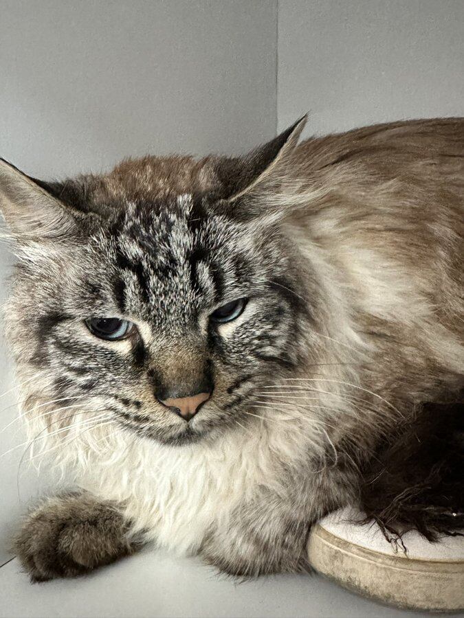 Tobias, el gato rescatado - Fundación Toby