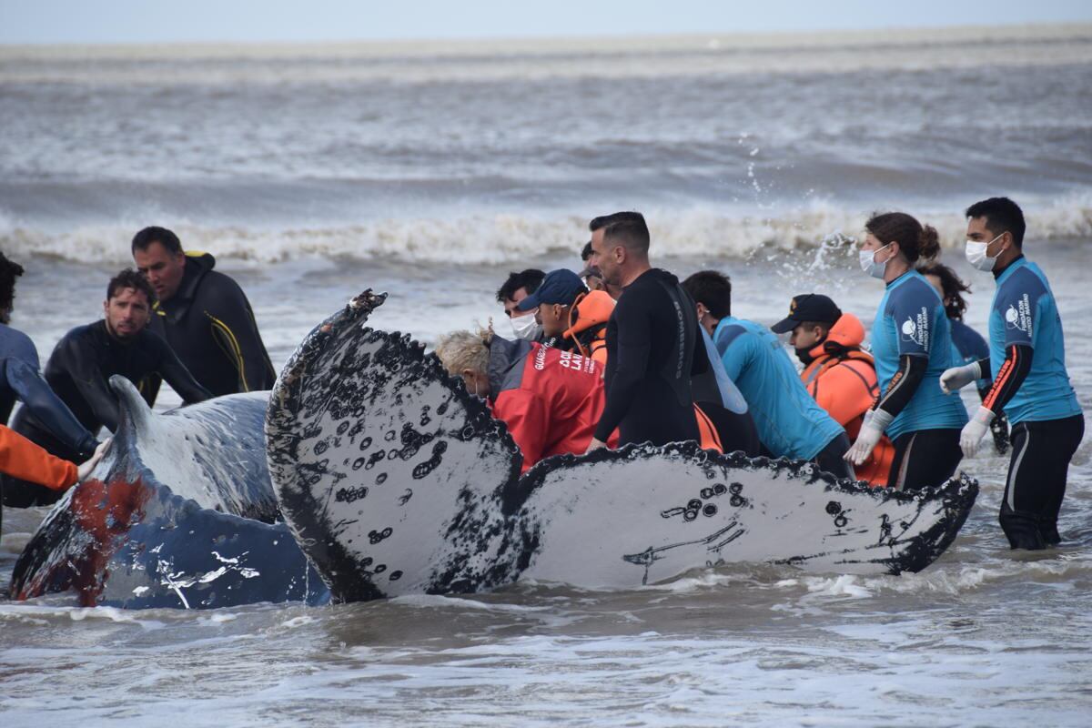 Personal de Mundo Marino y fuerzas de seguridad colaboraron en la tarea de devolver al mar dos ballenas.