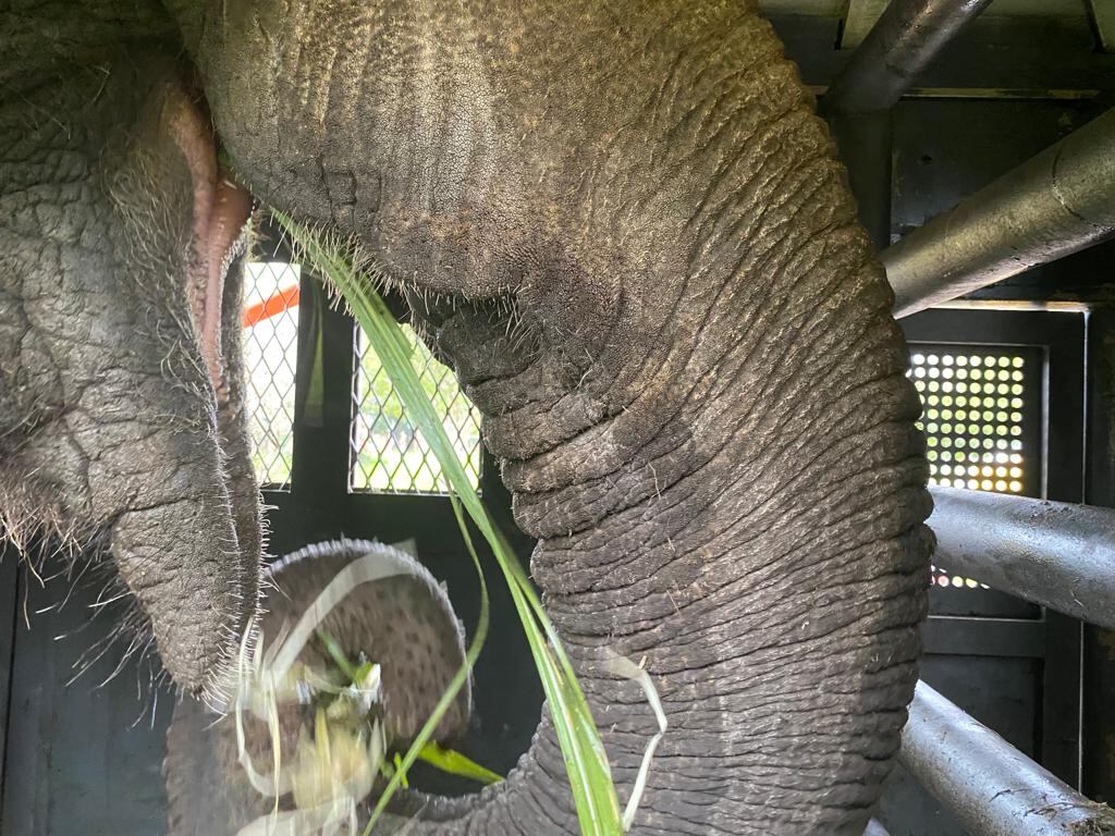 Las elefantas Pocha y Guillermina ya llegaron a Brasil y están más cerca del santuario. Foto: Prensa Gobierno de Mendoza. Foto: Globalelephants.org