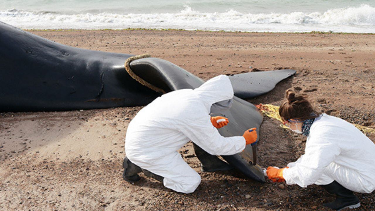 Ya son 30 las ballenas muertas en el Golfo Nuevo. / Foto: Instituto de Conservación de Ballenas