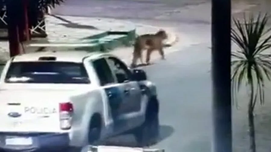 Vieron a dos pumas sueltos en Villa Gesell, suspendieron las clases y piden a la gente que no salga. Foto: Captura Web.