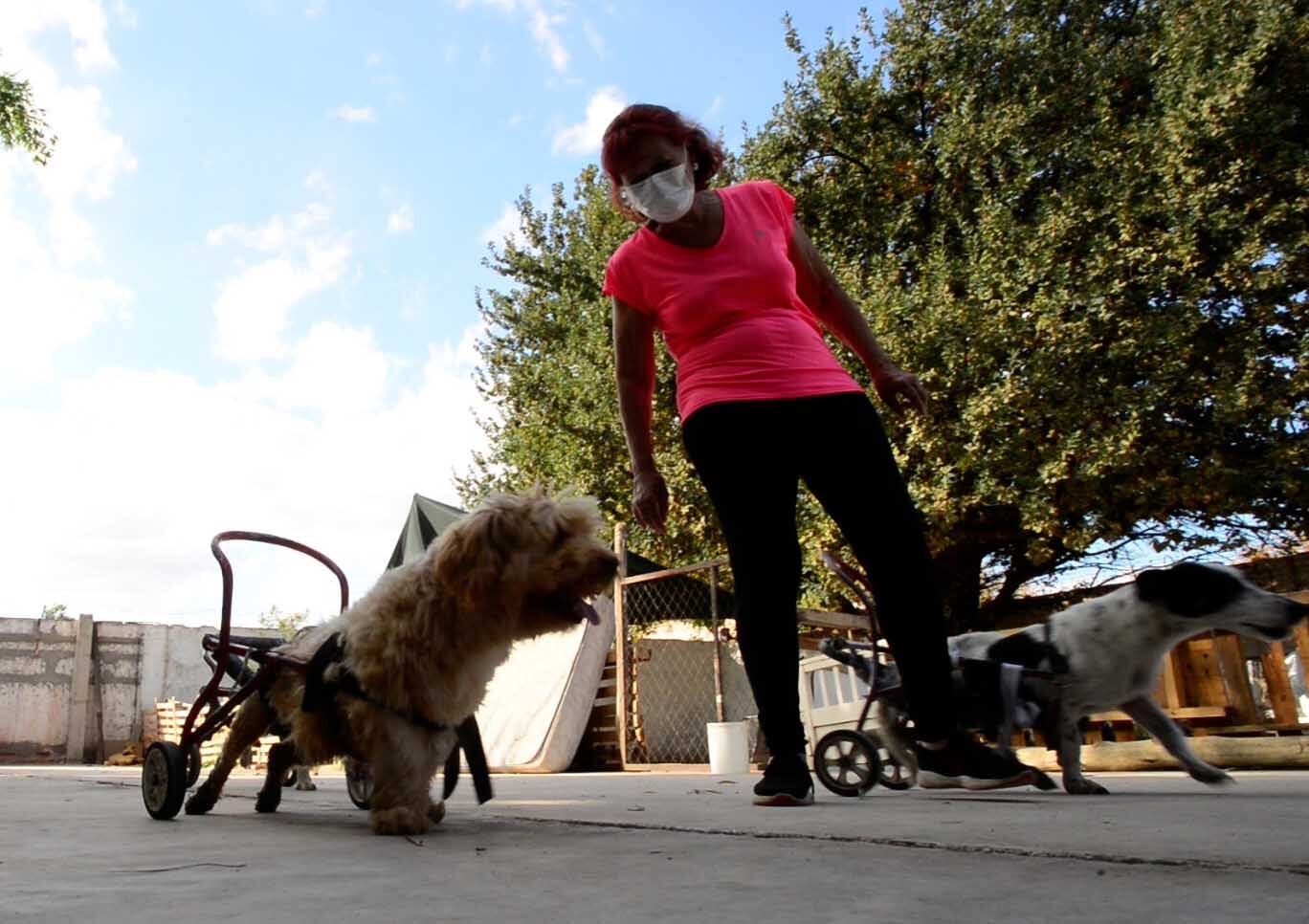 Diana Starkman ayuda a dos perritos Foto: Claudio Gutiérrez 