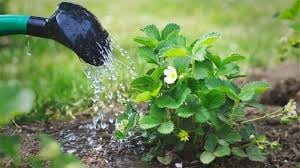 Esto ocurre si le echas cloro a las plantas del jardín