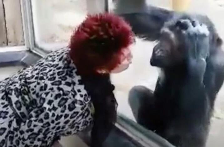 Le prohíben a una mujer ingresar a un zoo tras vivir un affaire con un chimpancé durante 4 años. Foto: Captura de video