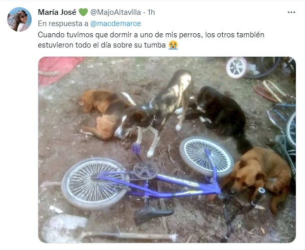 Perros despidiendo a su amigo