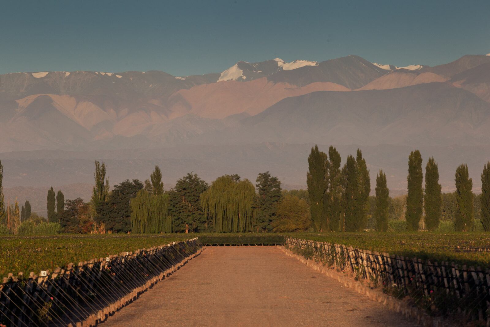 Los viñedos de la bodega Lamadrid.