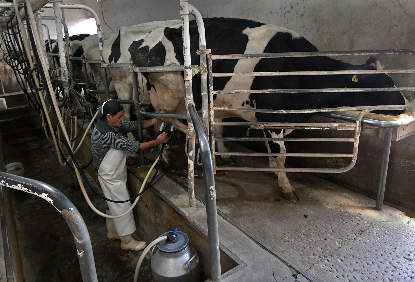 El tambero Luis Oscar González, trabaja en el Tambo Guercio, ubicado en Bermejo Guaymallén desde hace 17 años. Desde niño se dedica al cuidado de ganado y de ordeñar vacas.

Foto: Orlando Pelichotti / Los Andes