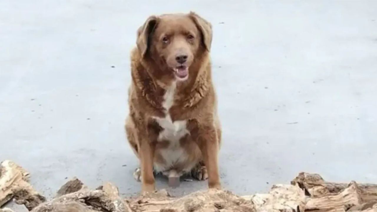 Bobi se convirtió en el perrito más viejo del mundo con 30 años y rompió el récord Guinness.