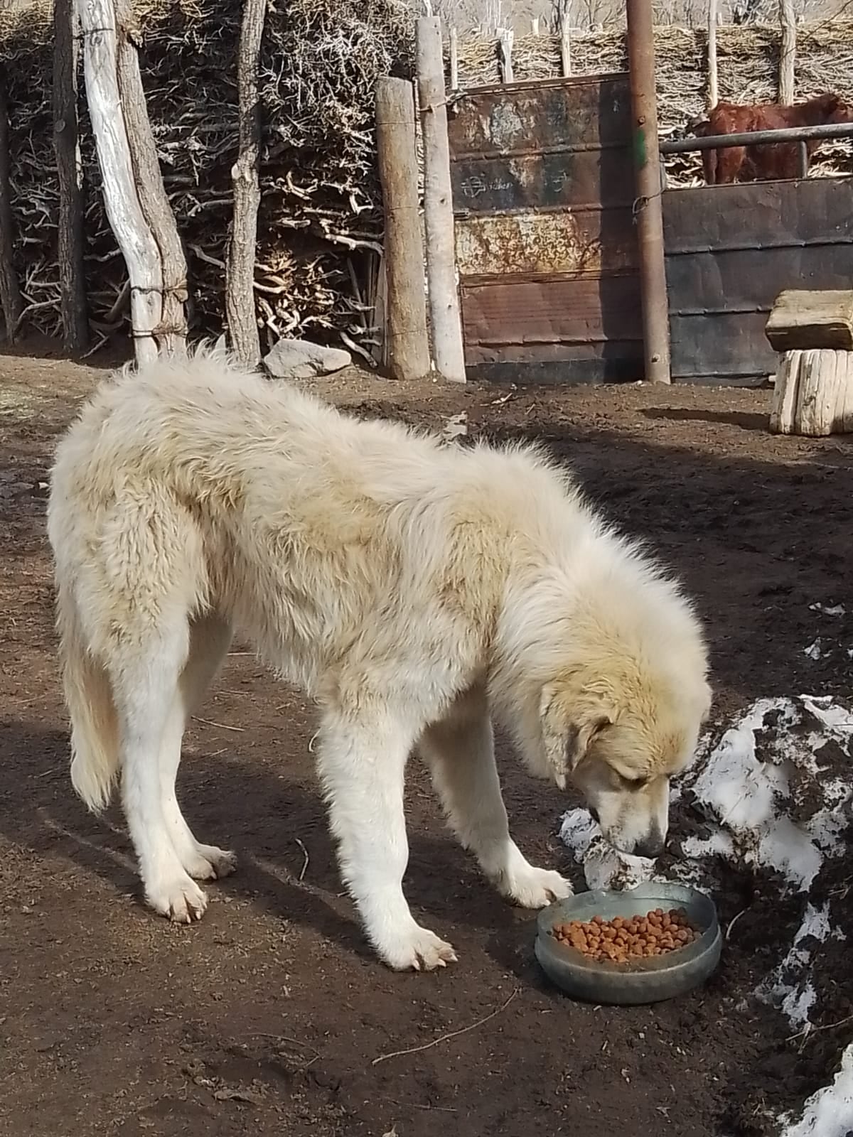 Un perro mantuvo vivas a 30 cabras en medio de la cordillera y durante 10 días de temporal de nieve. Foto: Gentileza