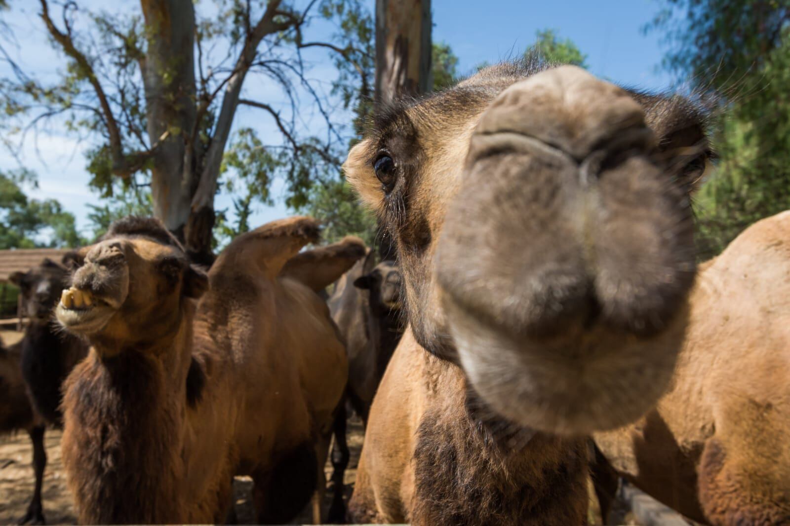 Dos elefantes más, dos tigres de bengala, camellos y ciervos: cómo siguen los traslados en el Ecoparque. Foto: Ignacio Blanco / Los Andes.