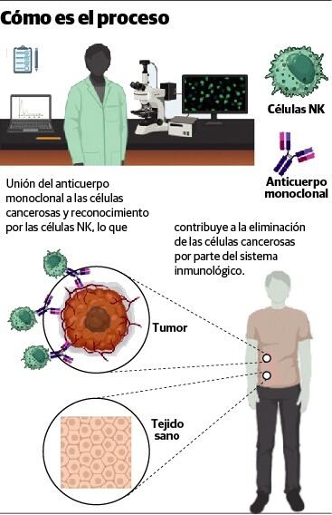 Las actividades de investigación básica llevadas a cabo han permitido conocer más acerca del papel que cumplen las células NK en la respuesta inmunológica contra los tumores. Simultáneamente, se ha desarrollado un anticuerpo monoclonal que se une a células cancerosas, pero no a células sanas. Estos estudios han permitido hacer la transición hacia la investigación traslacional con el objeto de emplear nuestro anticuerpo monoclonal como tratamiento de pacientes con cáncer en el futuro.