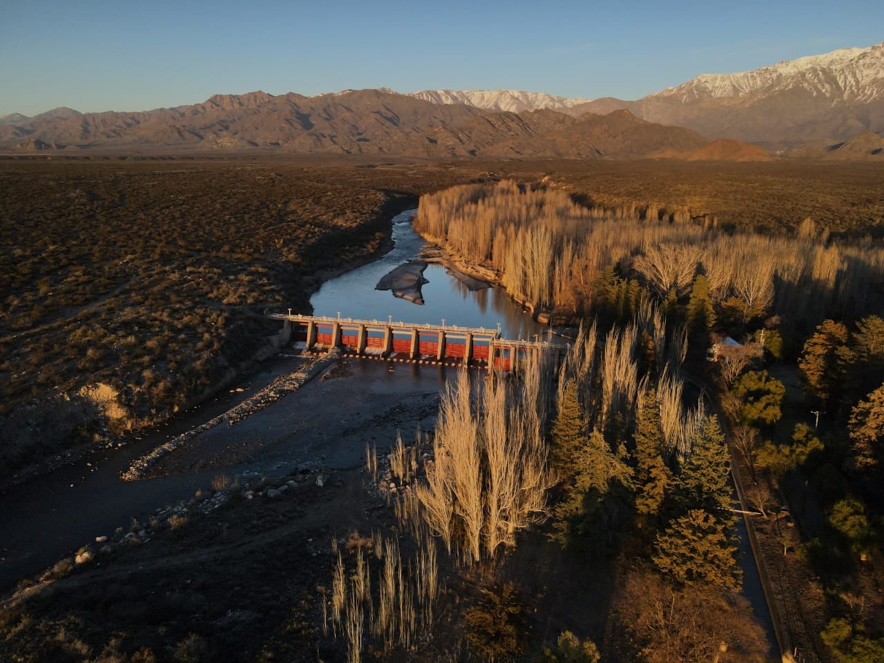 Árboles de Mendoza, testigos ¿silenciosos? de la historia hídrica de la provincia