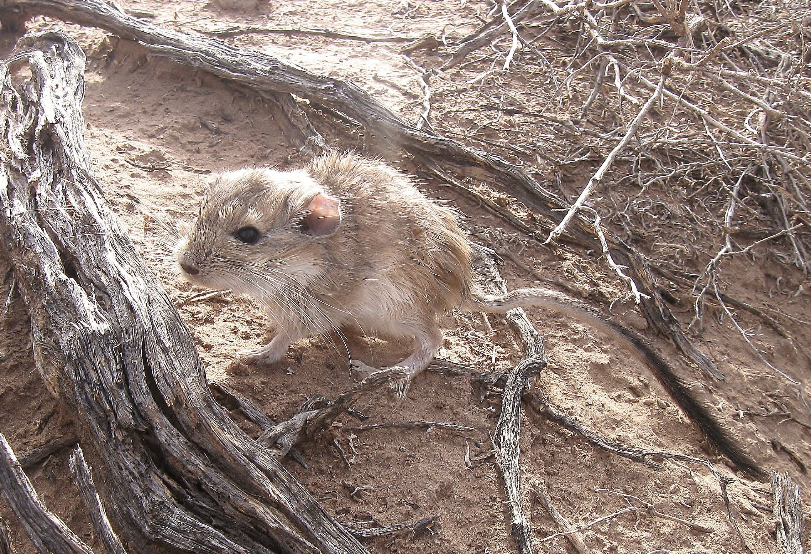 El animalito se alimenta de plantas con alto contenido de sal. 