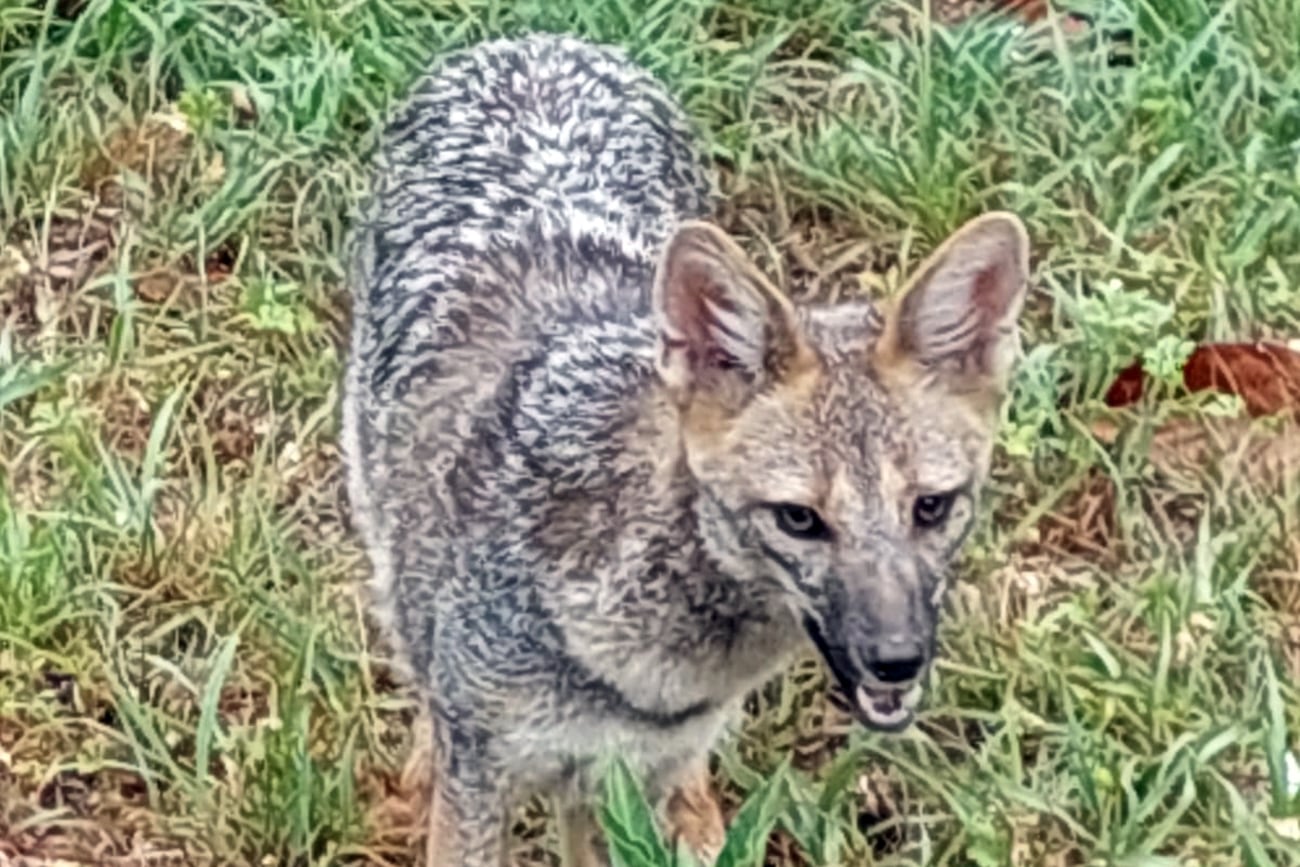 Potrerillos: mató a un zorro con un rifle de aire comprimido porque dijo que había atacado a su perro. Foto: Imagen ilustrativa