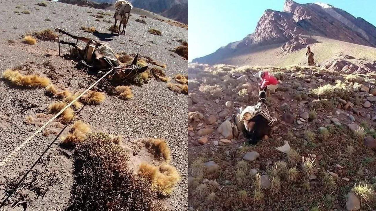 Denuncian maltrato animal hacia las mulas de carga en el Aconcagua.