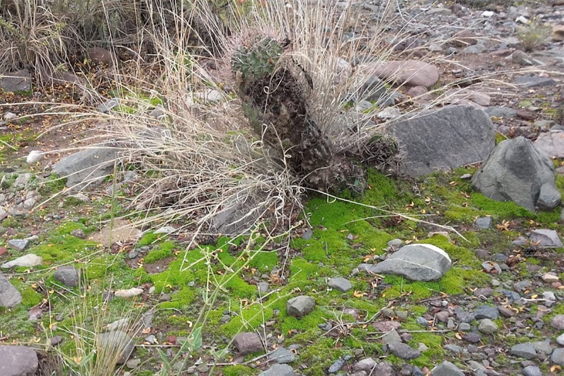 Las biocostras mendocinas y su  valioso aporte