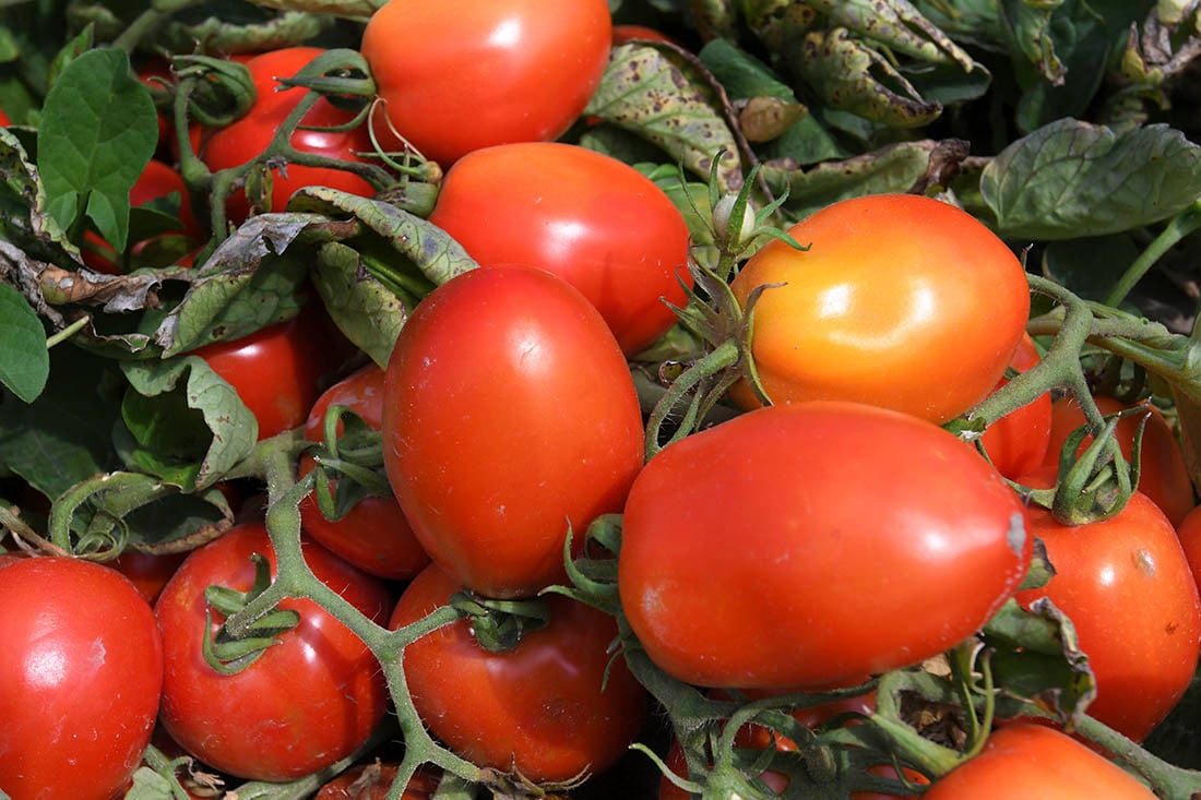 En el INTA La Consulta, se suele realizar el Dia de Campo de Tomate para industria. Foto Orlando Pelichotti / Los Andes