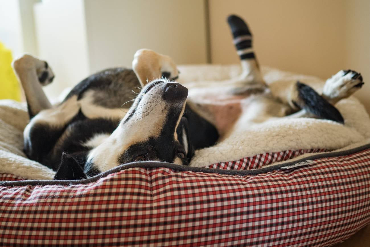 Los perros suelen dar vueltas sobre su propio eje antes de acomodarse a descansar. (DPA)