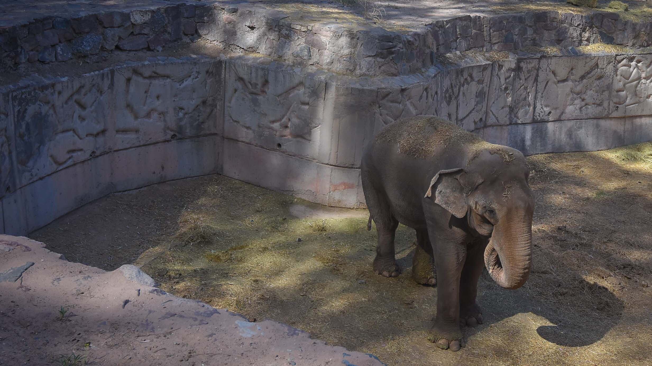 Ecoparque de Mendoza
Elefante Tamy en su recinto
Mientras se esperan las obras en el actual Ecoparque algunos animales continuan en el ex zoo de Mendoza  Foto: Claudio Gutiérrez 
