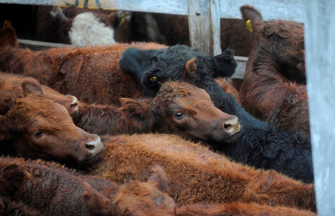 Vacas Ganadería