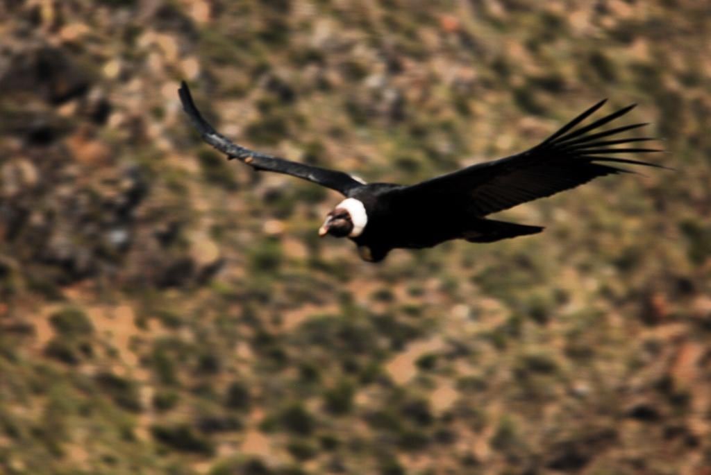 Gran despliegue y operativo de rescate a un cóndor con un ala herida en San Rafael: fotos y video. Foto: Gentileza Departamento de Fauna Silvestre Mendoza