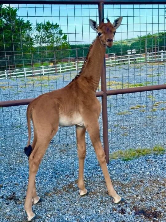 En Estados Unidos nació una jirafa sin manchas y creen que es única en el mundo.