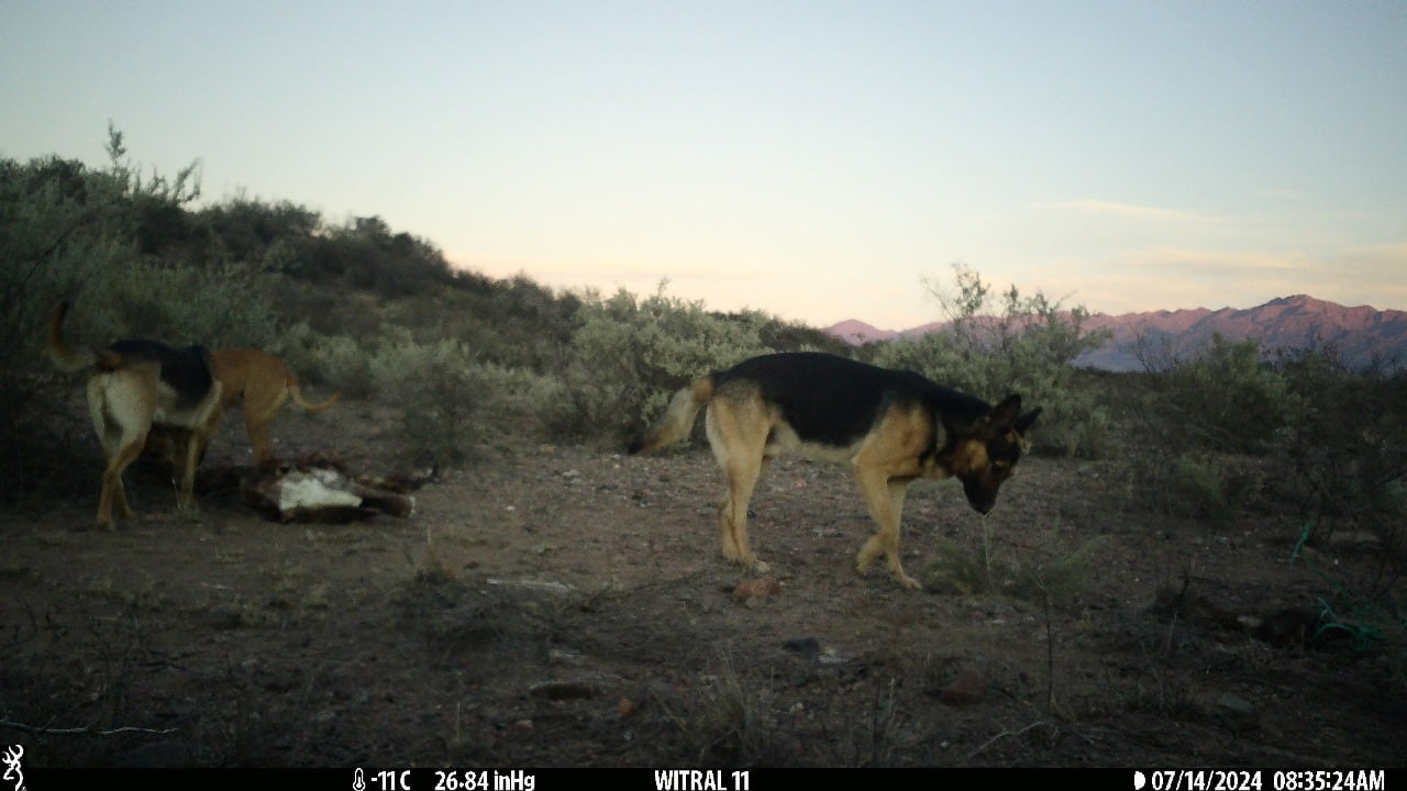 Imagen capturada por las cámaras trampas. Grupo de perros de vida libre en el pedemonte de Mendoza  alimentándose de ganado. Foto: equipo de investigación Conicet Mendoza.