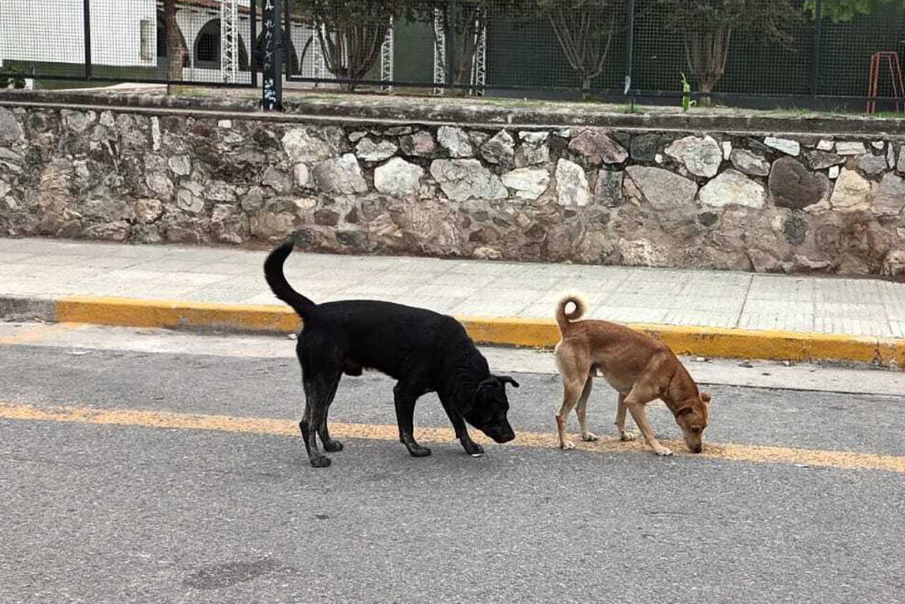 Perros callejeros.