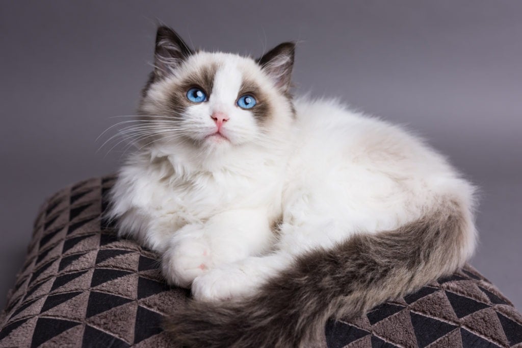 Raza de gatos Ragdoll