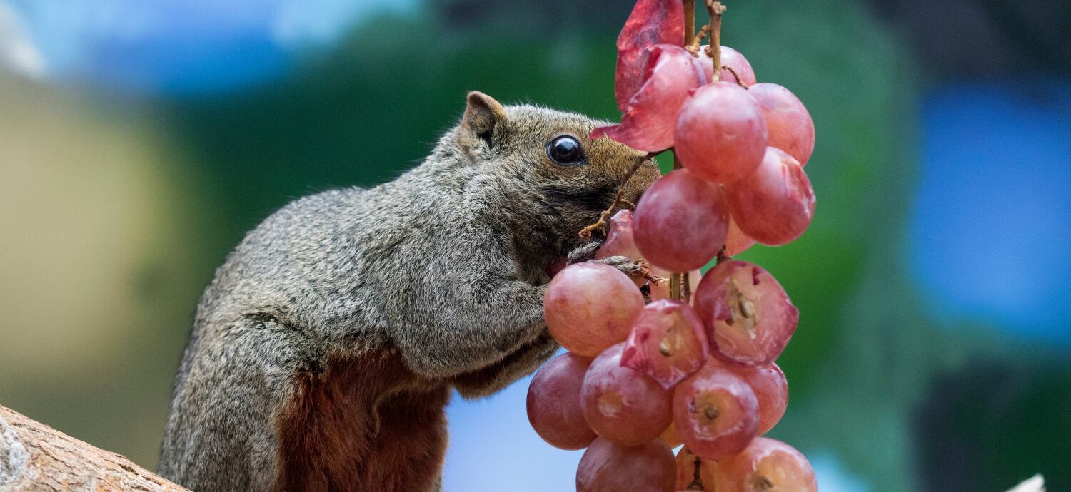 Las 9 especies exóticas invasoras presentes en Mendoza y consideradas entre las más dañinas del mundo.