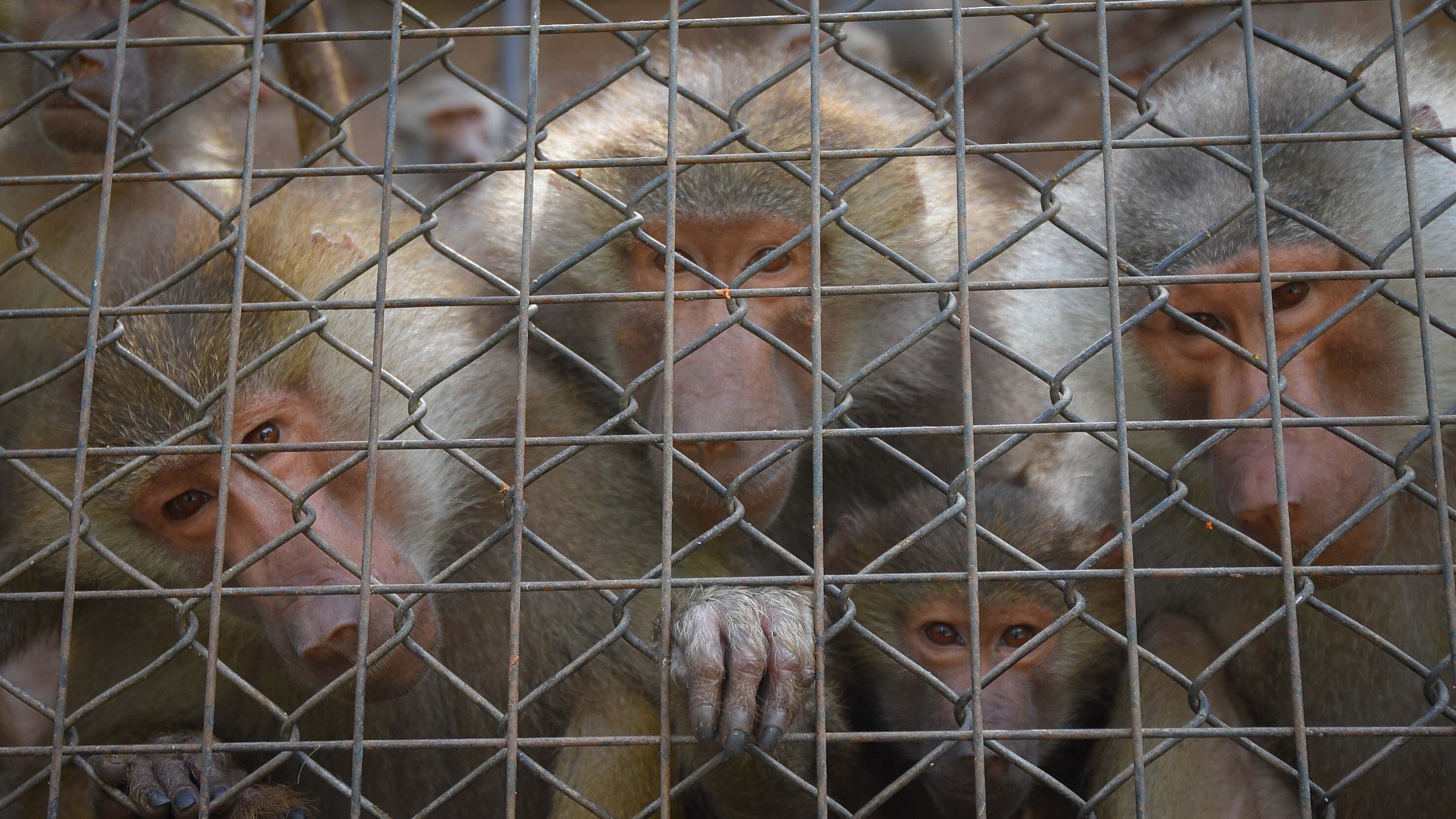 Ecoparque de Mendoza 
Jaula de los monos Papiones los cuales estan atravesando una superpoblación.
Mientras se esperan las obras en el actual Ecoparque algunos animales continuan en el ex zoo de Mendoza  Foto: Claudio Gutiérrez 
