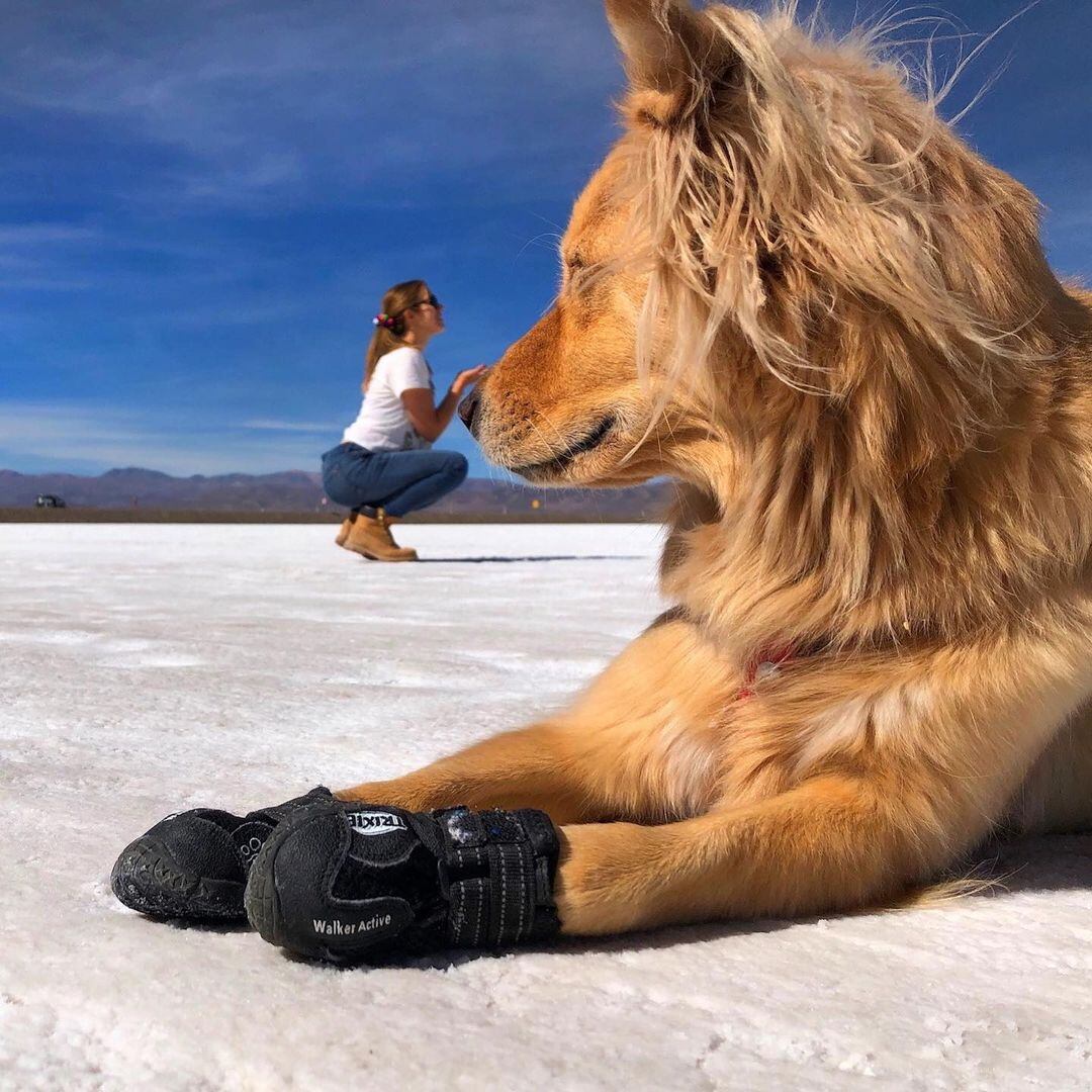 Mendoza es uno de los destinos turísticos con más alojamientos “pet friendly” de Argentina. Foto: Gentileza Guido y Celeste (Perros Viajeros Argentina)