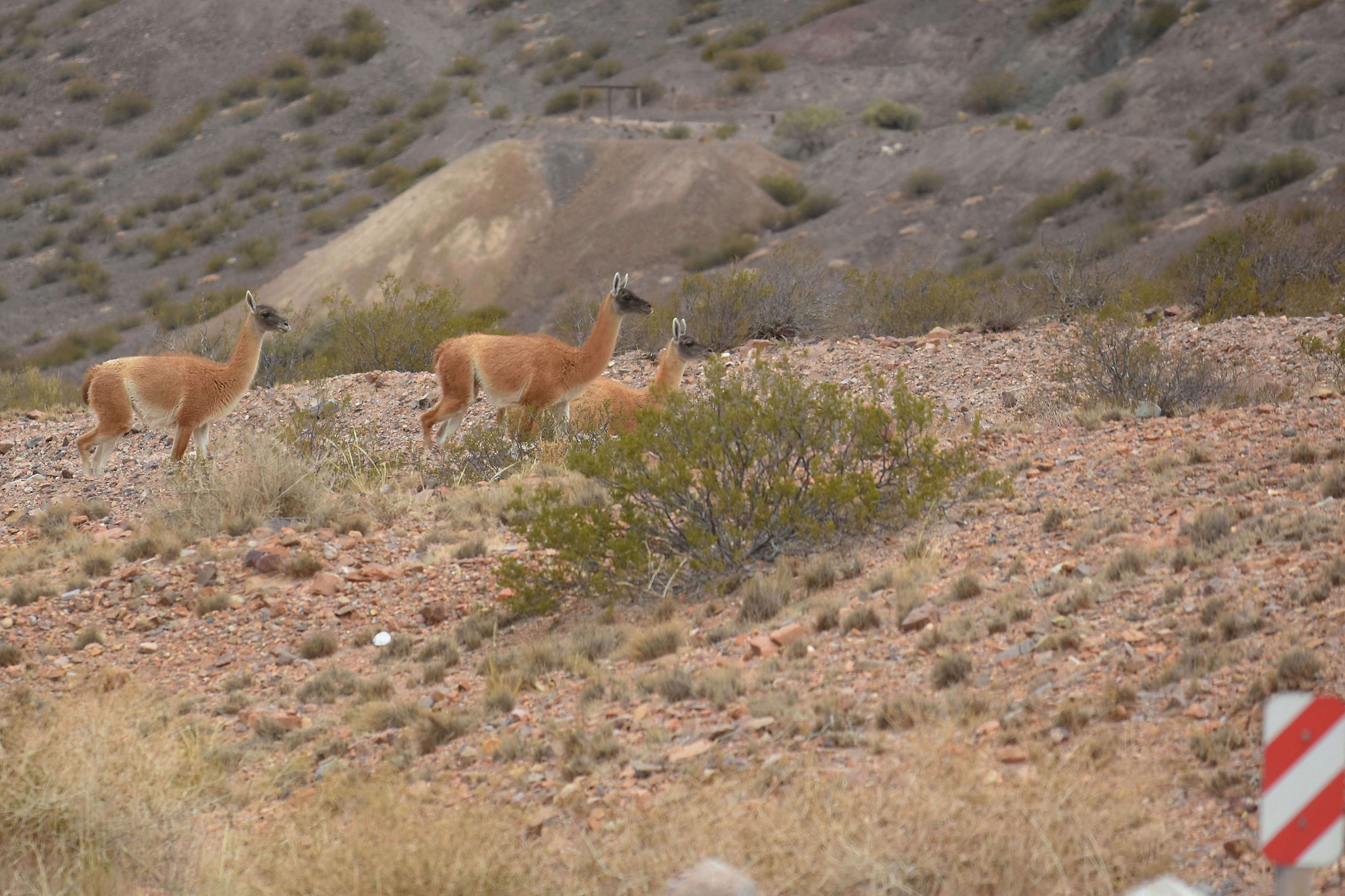 Un grupo de guanacos caminaba cerca de la ruta internacional 7 entre Potrerillos y Uspallata.
Foto: Marcelo Rolland / Los Andes