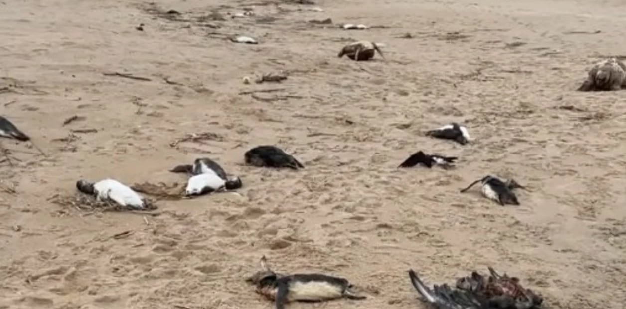 Unos 2.000 pingüinos aparecen muertos en las costas de Uruguay