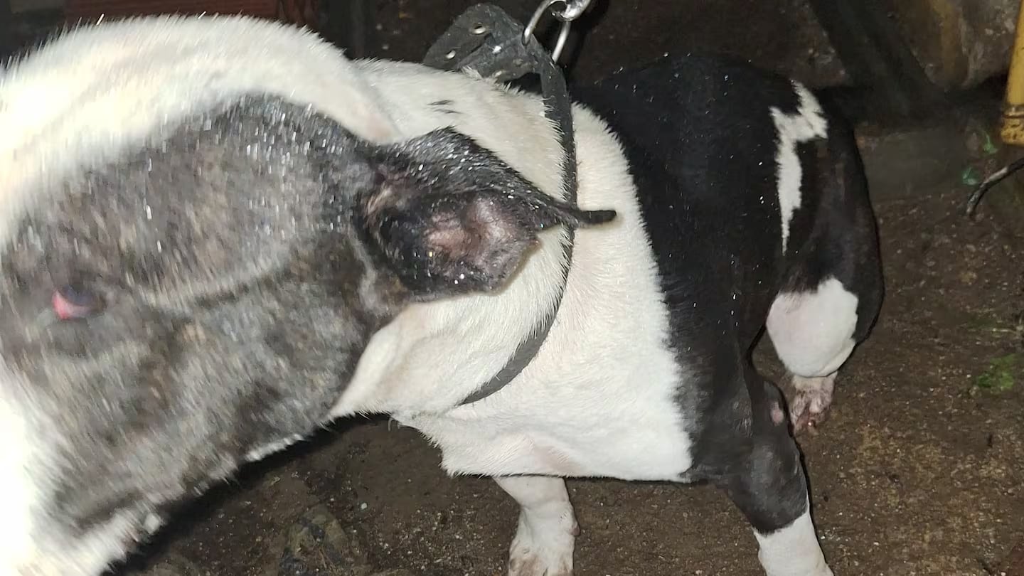 El hombre vivía solo con el perro, el cual se estimaba que lo habría atacado. Gentileza: Ciudad Magazine.