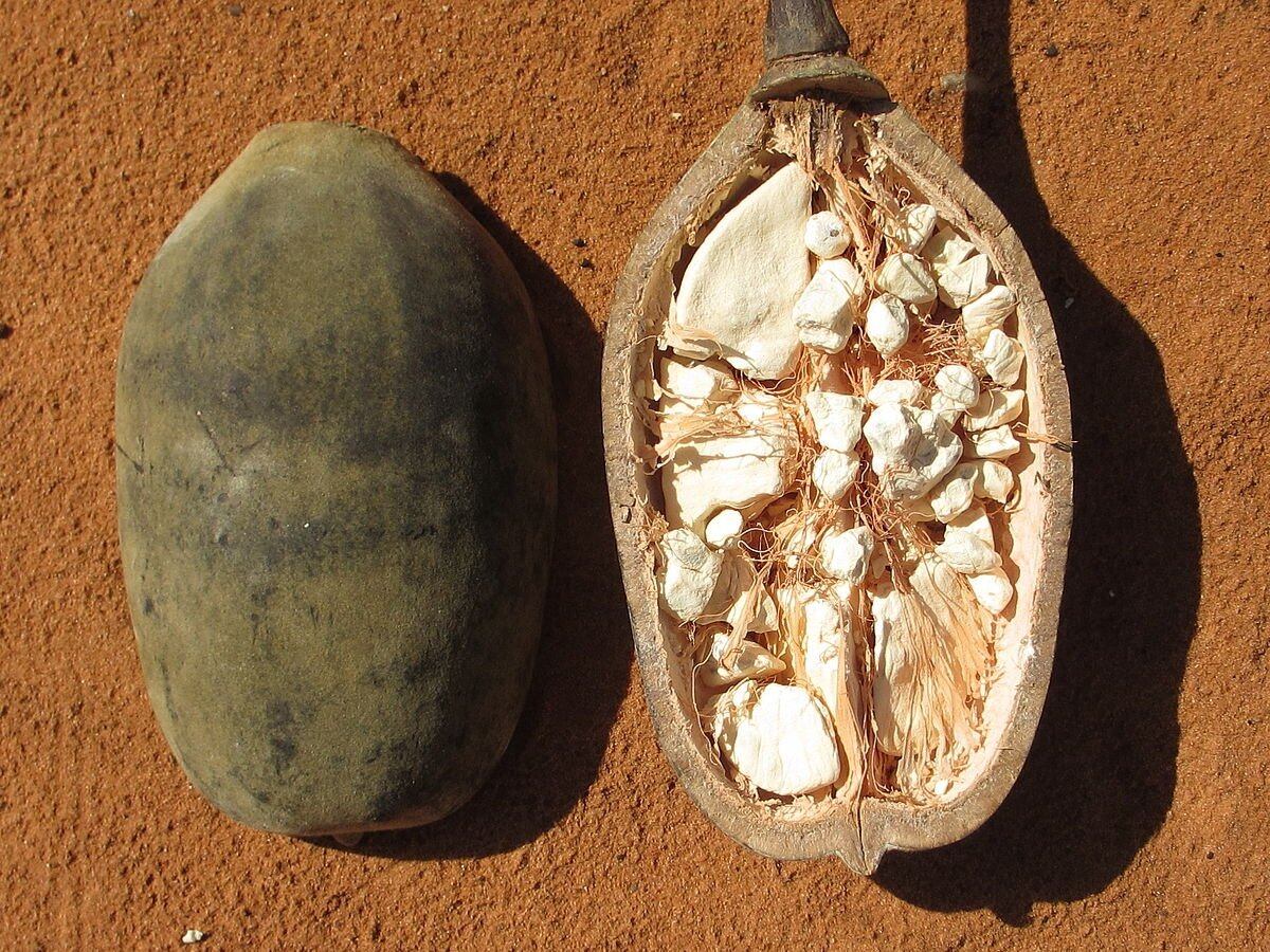 Fruto del baobab: todos los nutrientes que otorga