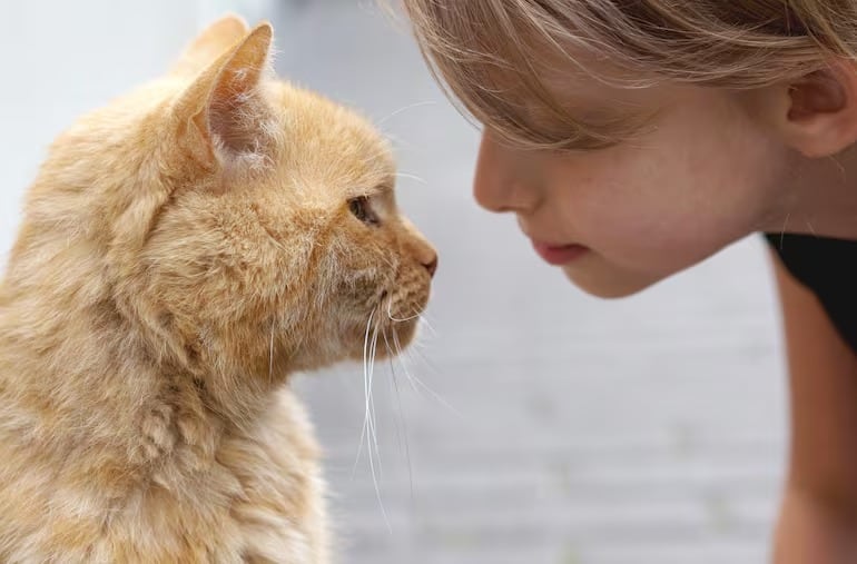 Según un especialista, este es el mejor modo de saludar a un gato.