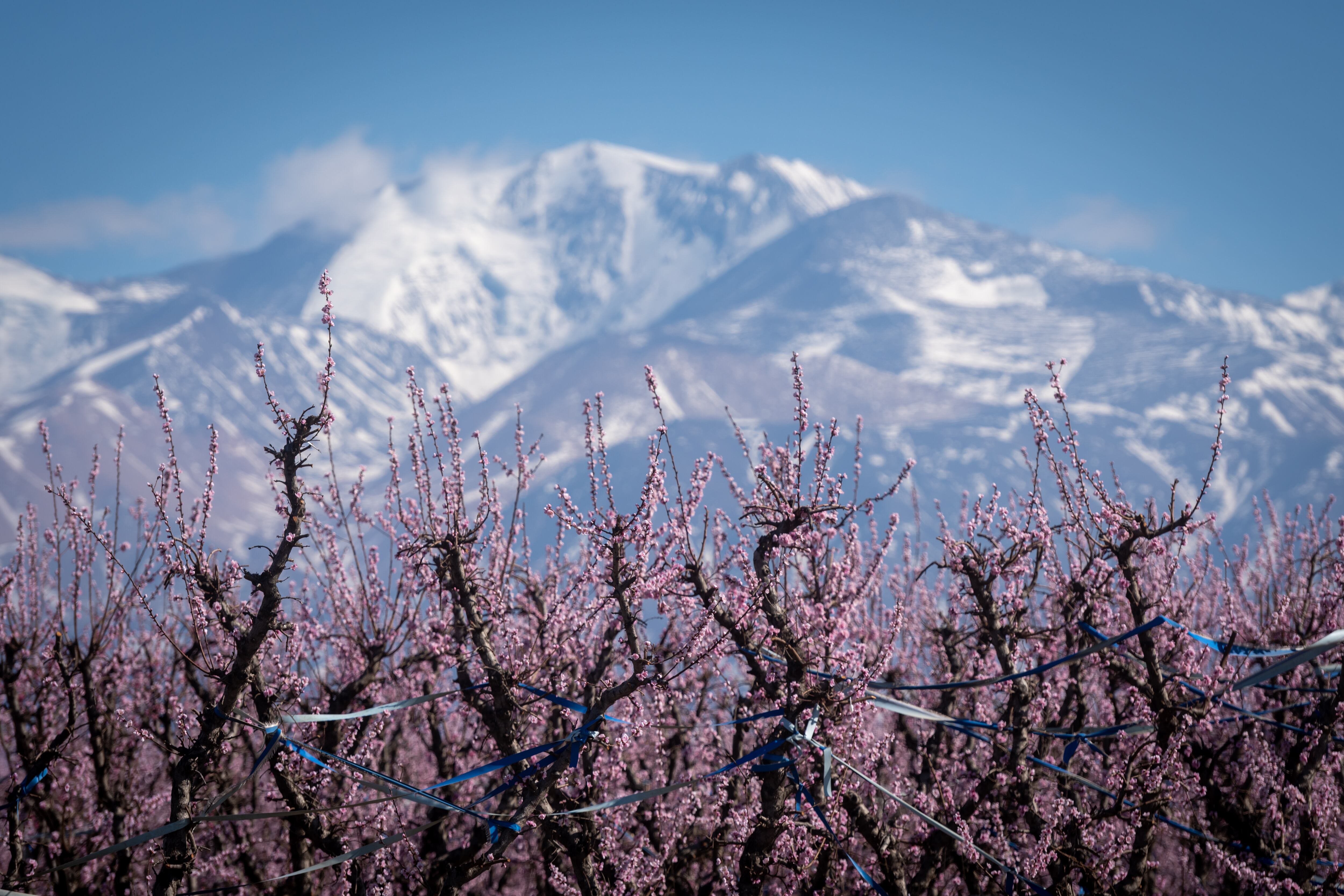 Atrás, la imponente montaña mendocina aún con capas de nieve. De las más lindas del mundo.