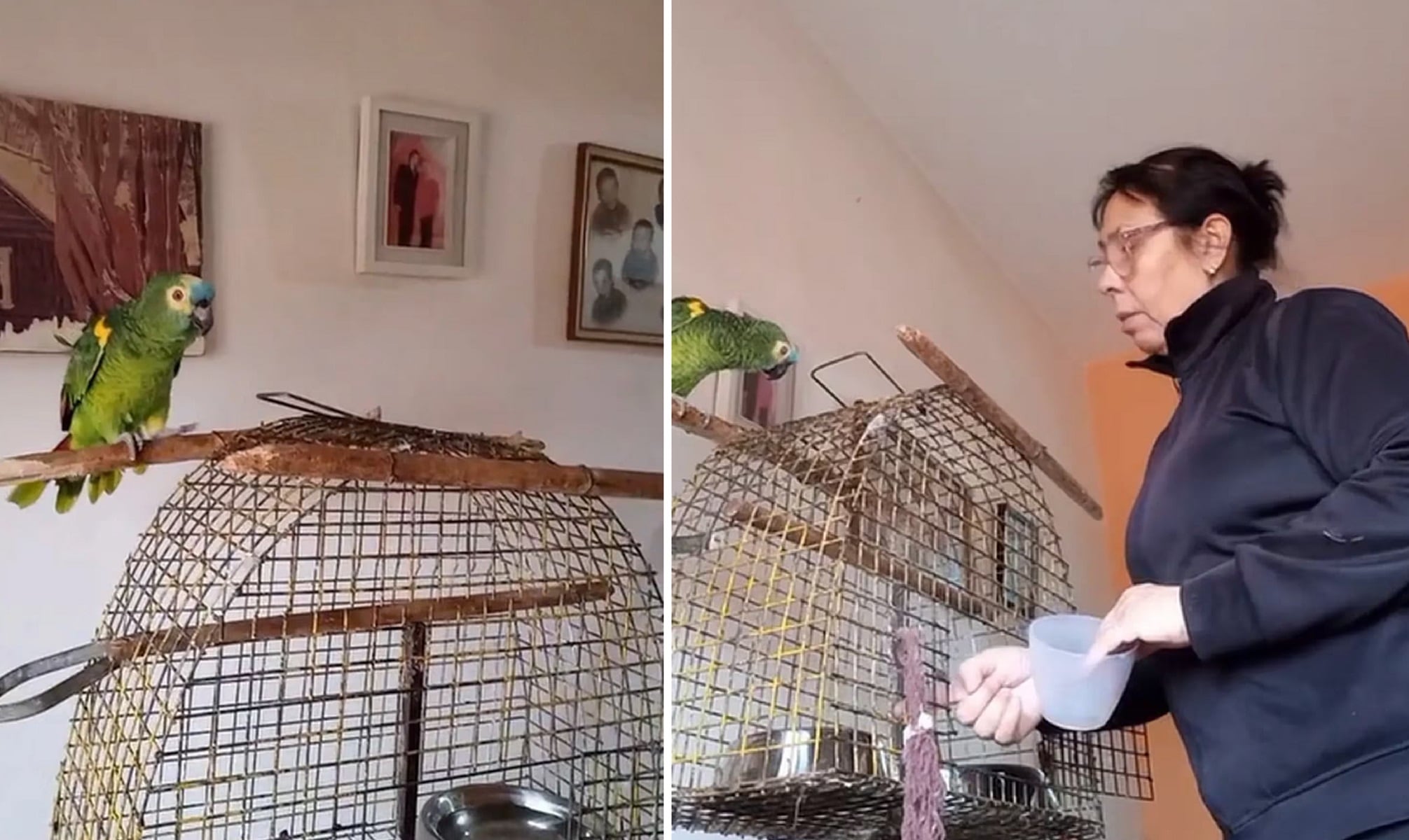 Pedrito, el loro que habla en cordobés y es una estrella en TikTok (@simonpedro8450)