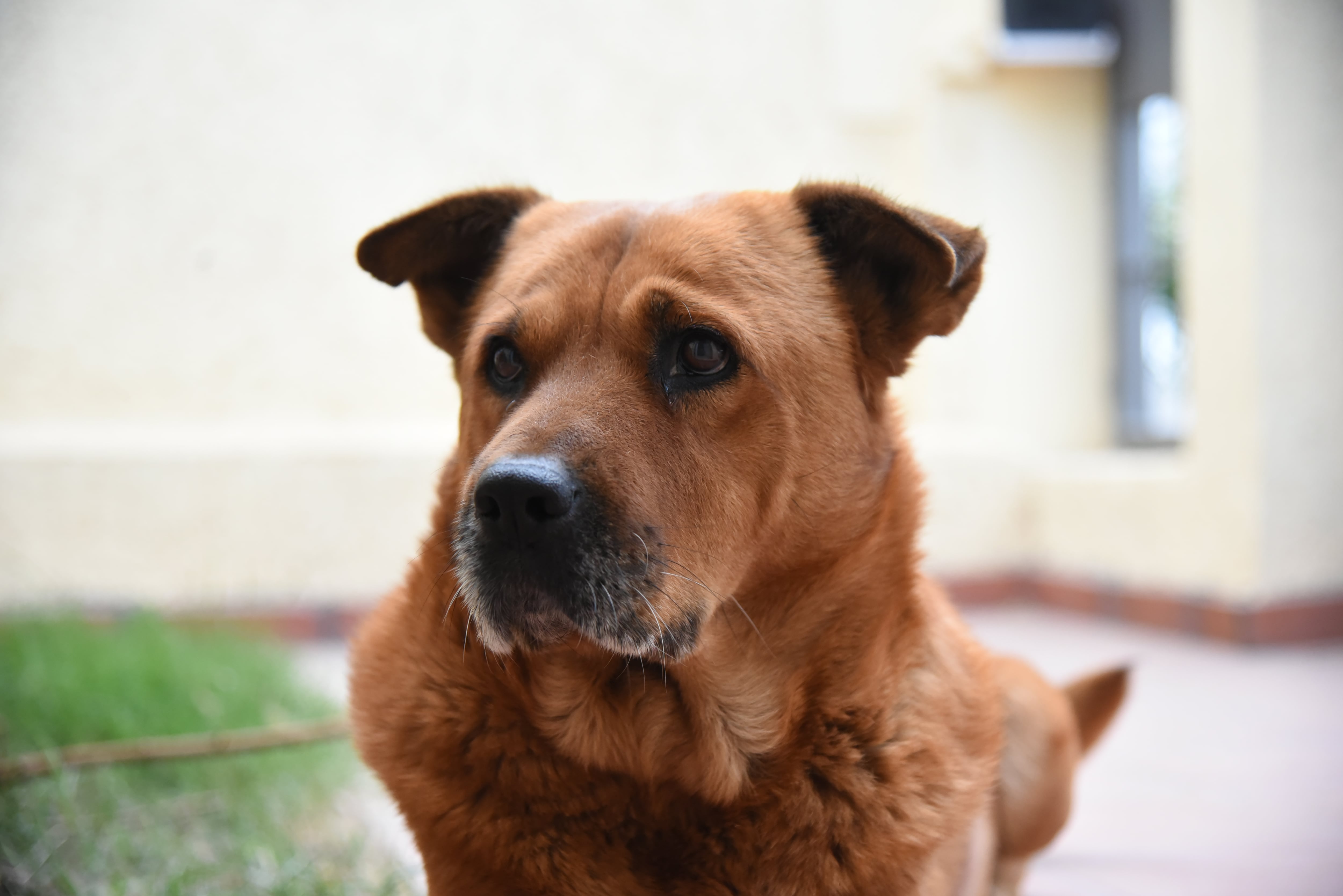 El último año,
Guaymallén vacunó a 13,039 animales entre perros y gatos, como parte de su compromiso con la prevención de enfermedades zoonóticas