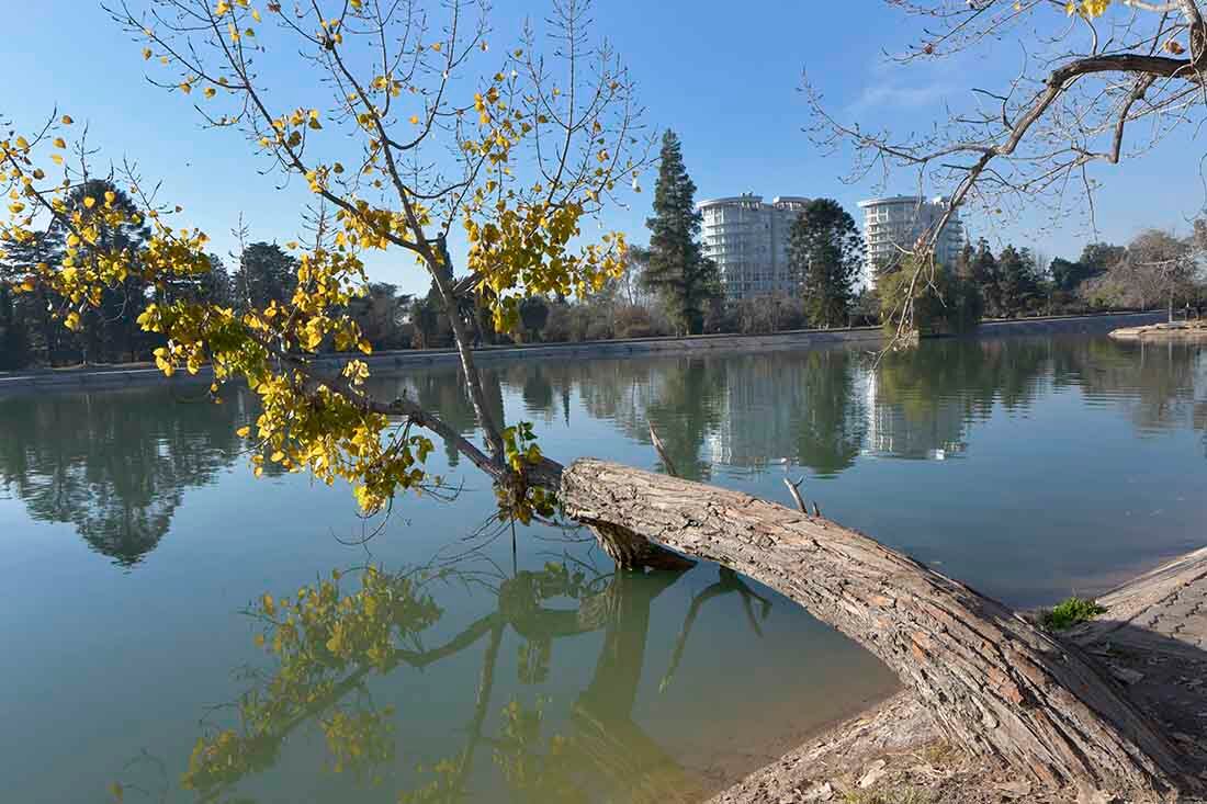 Los árboles del lago del Parque General San Martín, crecen hacia el mismo espejo de agua.