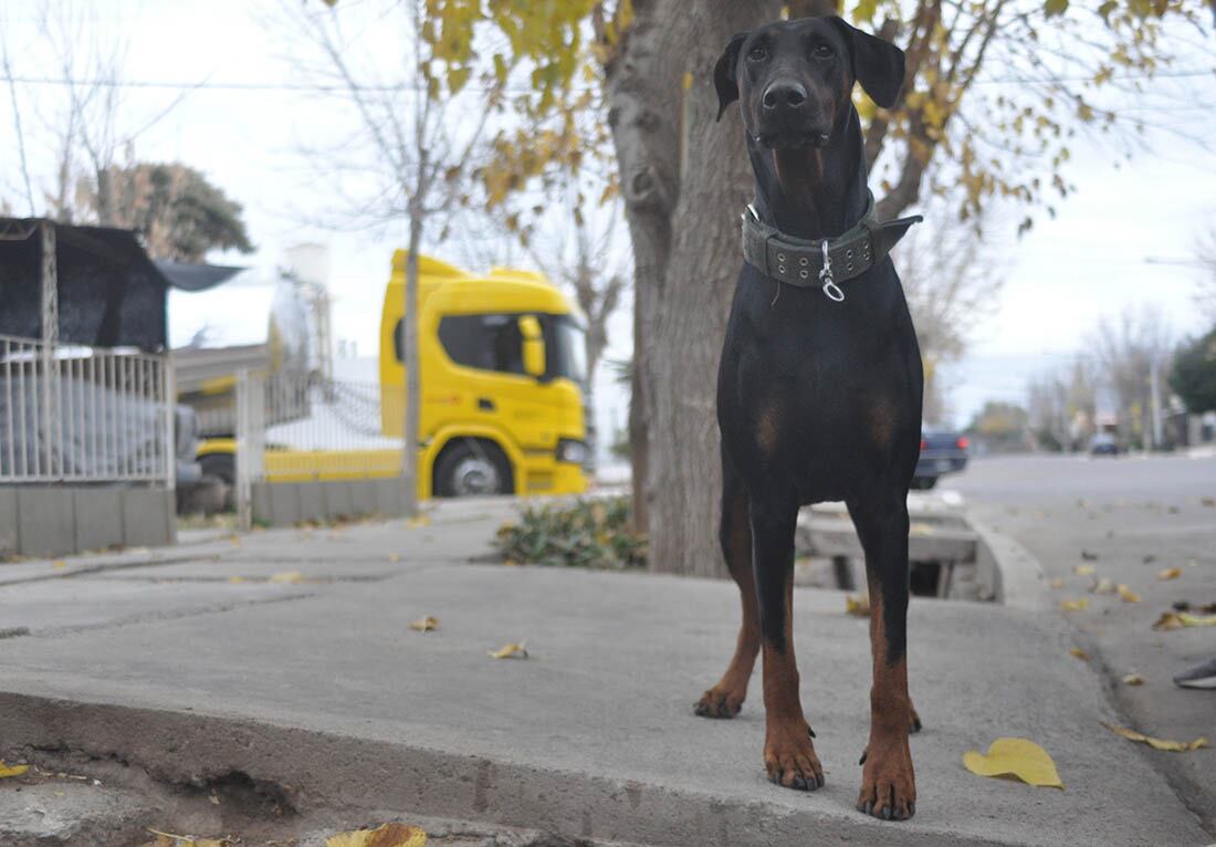 Se explicó que cualquier perro que esté mal educado puede generar problemas.
