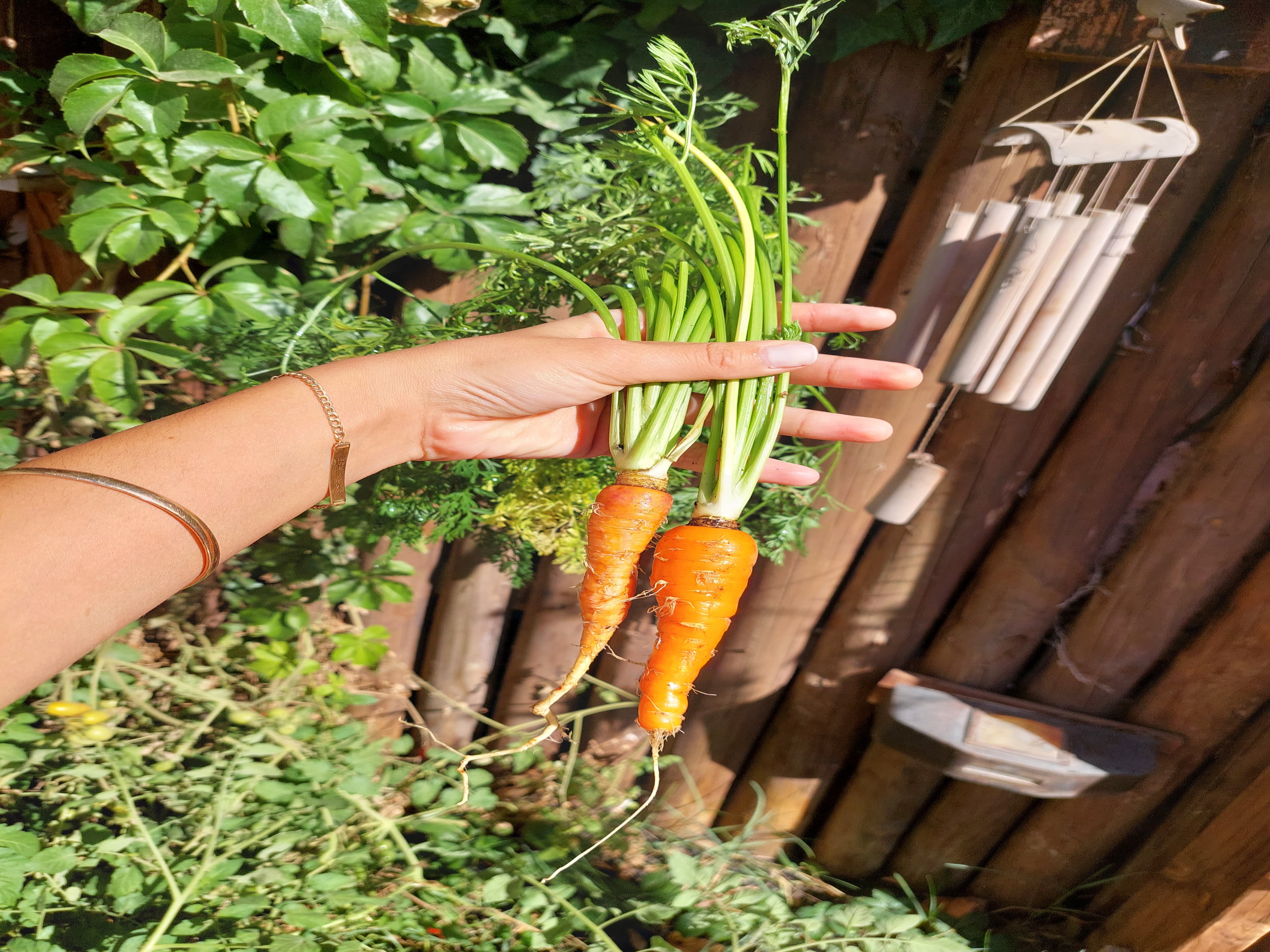 Salud, ahorro y bienestar, los principales motivos para tener una huerta en casa. Quienes cultivan sus propias verduras destacan el sabor y el ahorro a largo plazo., además de que no se utilizan agroquímicos como en los cultivos industrializados.